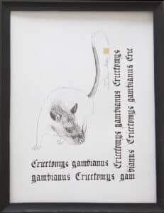 Wielkoszczur gambijski, 28/36 cm, 2020r.