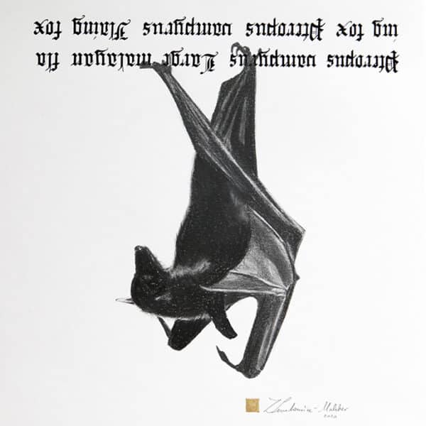 13. Rudawka malajska, 32/38 cm, 2020r.