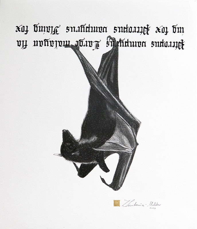 13. Rudawka malajska, 32/38 cm, 2020r.