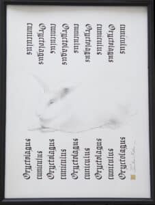 Królik belgijski olbrzymi, 30/40 cm, 2020r.