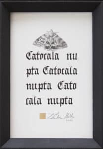 Wstęgówka pąsówka, 13/17 cm, 2020r.