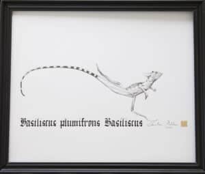 Bazyliszek płatkogłowy, 26/31 cm, 2020r.