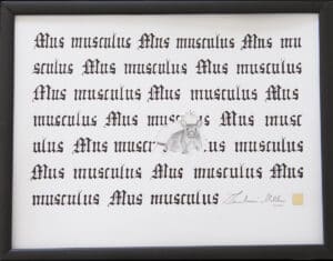 Mysz domowa, 22/29 cm, 2020r.