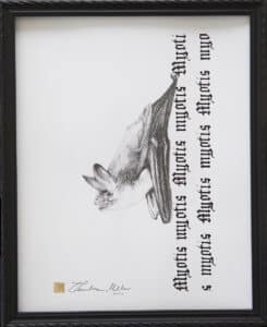 Nocek duży, 24/30 cm, 2020r.