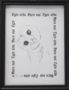 Płomykówka zwyczajna, 30/40 cm, 2020r.