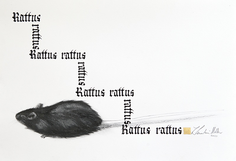 7. Szczur śniady, 24/34,5 cm, 2020r.