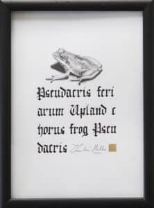 Upland horus frog, 18/25 cm, 2020r.