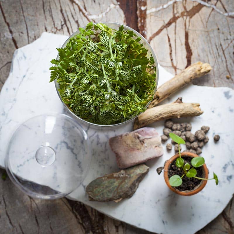 las w słoiku | fot. Z. Lenartowicz-Malcher