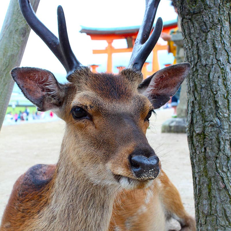 Miyajima