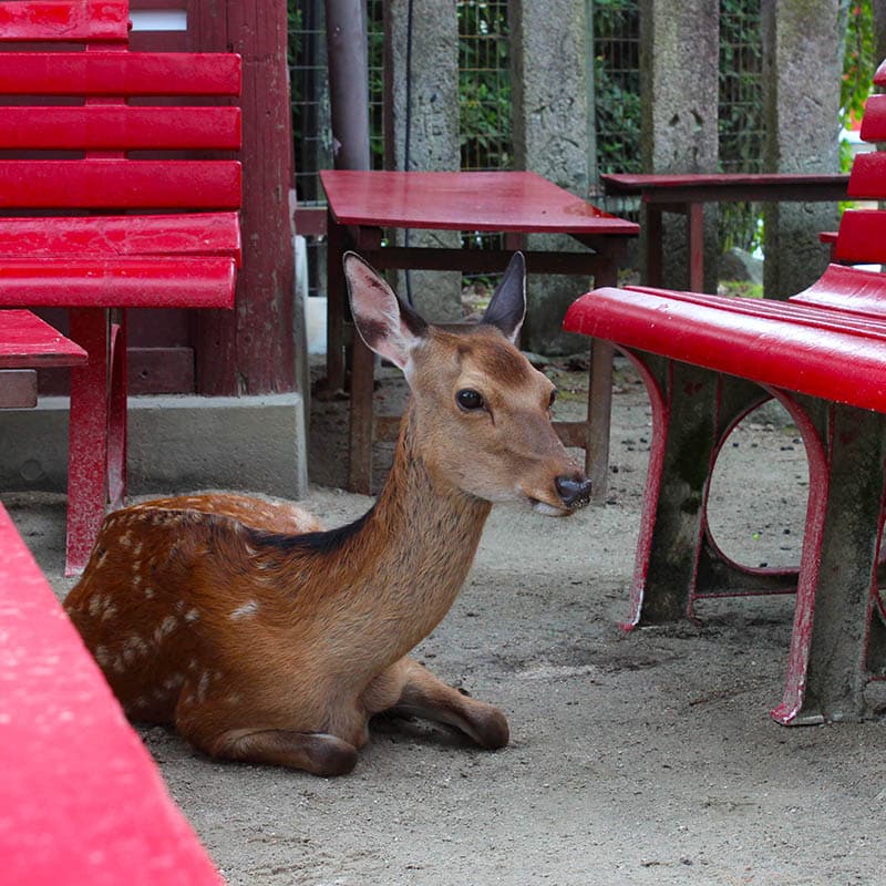 Miyajima