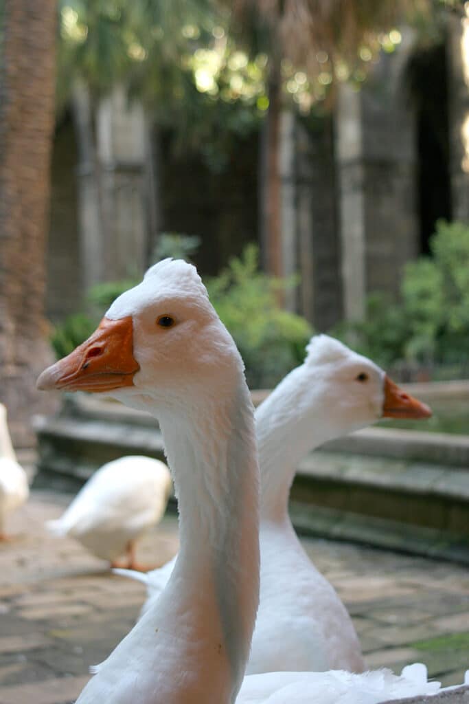 Katedra w Barcelonie