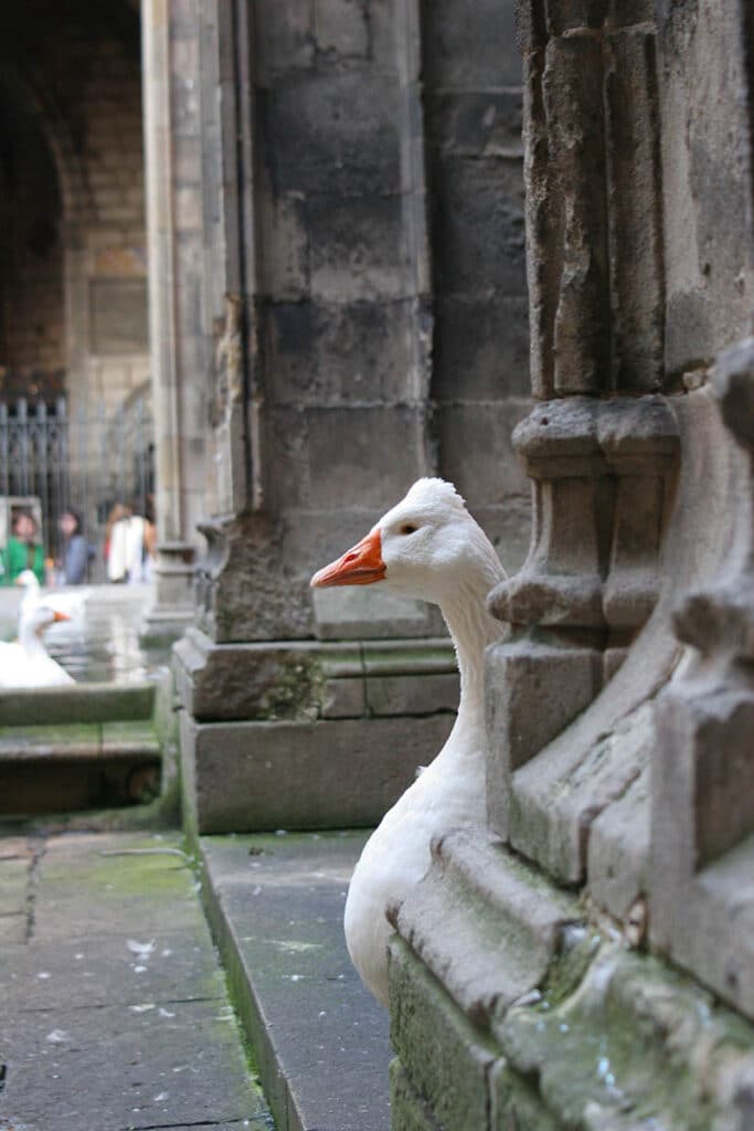 Katedra w Barcelonie