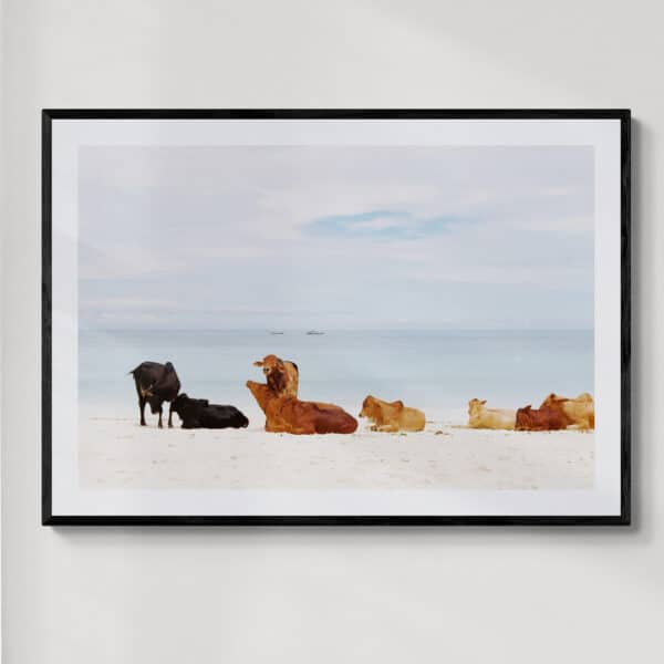 Krowy na plaży na Zanzibarze | fotografia analogowa | 2019 | Zuzanna Lenartowicz-Malcher