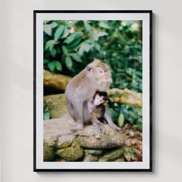 Makaki Indonezja | fotografia analogowa | 2023 | Zuzanna Lenartowicz-Malcher