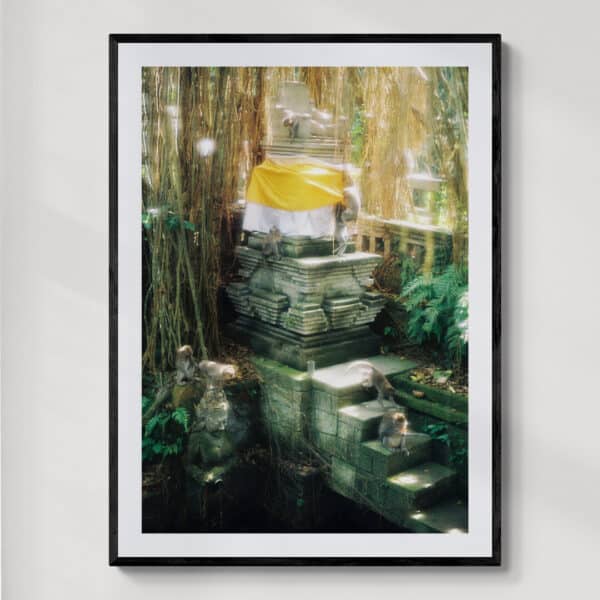 Monkey forest | fotografia analogowa | 2023 | Zuzanna Lenartowicz-Malcher