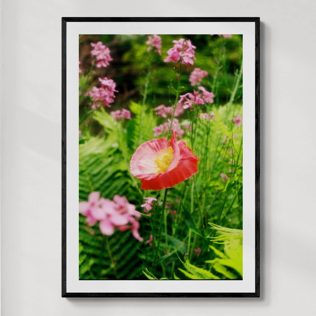 Claude Monet's Gardens Giverny | fotografia analogowa | 2025 | Zuzanna Lenartowicz-Malcher