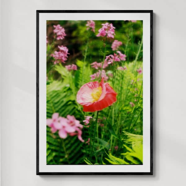 Claude Monet's Gardens Giverny | fotografia analogowa | 2025 | Zuzanna Lenartowicz-Malcher