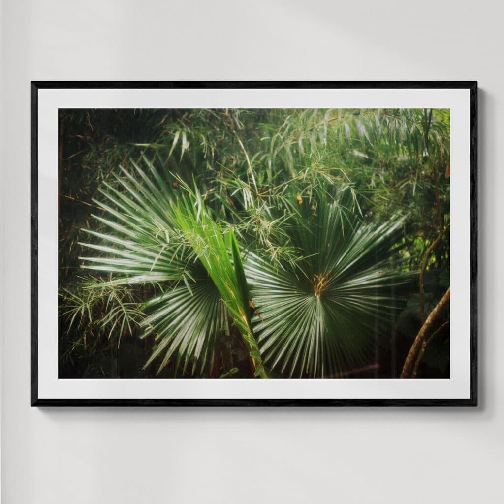 Kandy Sri Lanka 1 | fotografia analogowa | 2026 | Zuzanna Lenartowicz-Malcher