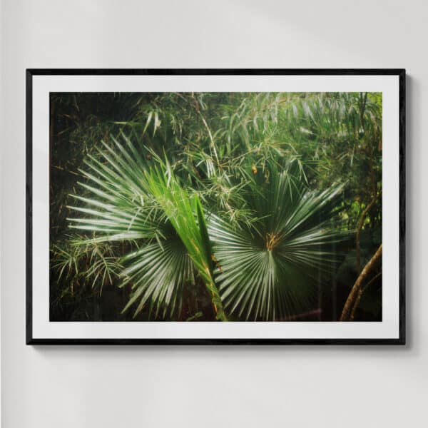 Kandy Sri Lanka 1 | fotografia analogowa | 2026 | Zuzanna Lenartowicz-Malcher