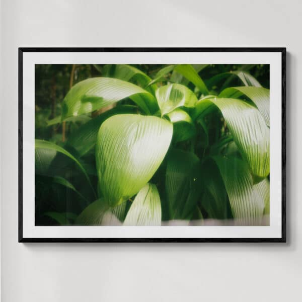 Kandy Sri Lanka 2 | fotografia analogowa | 2026 | Zuzanna Lenartowicz-Malcher