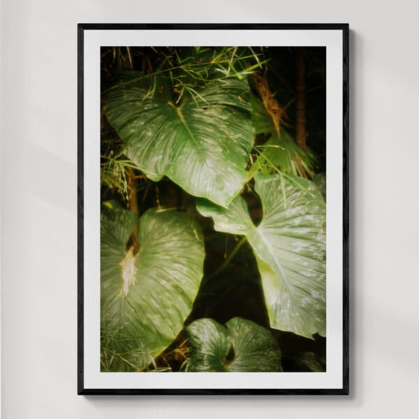 Kandy Sri Lanka 3 | fotografia analogowa | 2026 | Zuzanna Lenartowicz-Malcher