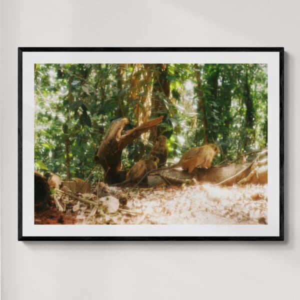 Małpy Kandy Sri Lanka | fotografia analogowa | 2026 | Zuzanna Lenartowicz-Malcher