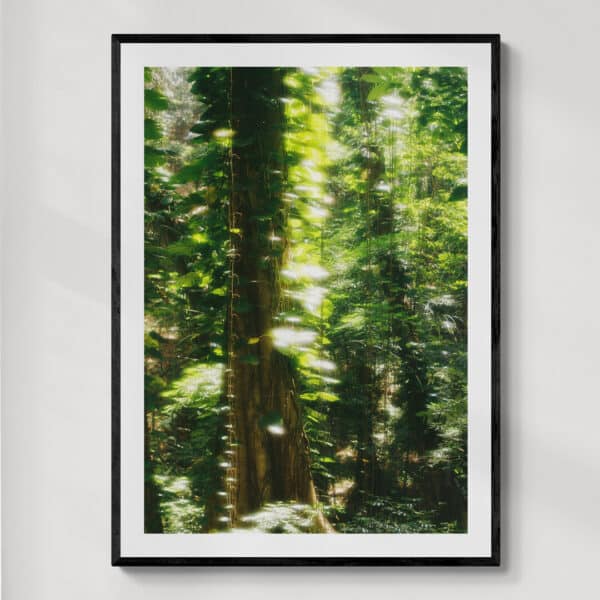 Udawatta Kele Sanctuary | fotografia analogowa | 2026 | Zuzanna Lenartowicz-Malcher