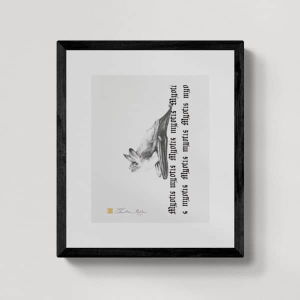 Zwierzęta nie-magiczne 10 | Greater mouse-eared bat | Nocek duży | rysunek, kaligrafia, szlag metal | 24x30 cm | 2020 | Zuzanna Lenartowicz-Malcher
