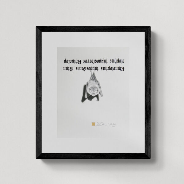 Zwierzęta nie-magiczne 11 | Lesser horseshoe bat| Podkowiec mały | rysunek, kaligrafia, szlag metal | 24x30 cm | 2020 | Zuzanna Lenartowicz-Malcher