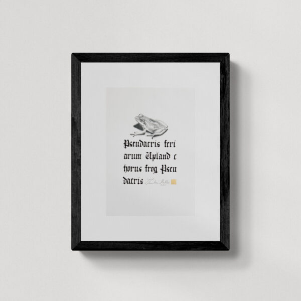 Zwierzęta nie-magiczne 12 | Upland horus frog| Żaba | rysunek, kaligrafia, szlag metal | 18x25 cm | 2020 | Zuzanna Lenartowicz-Malcher