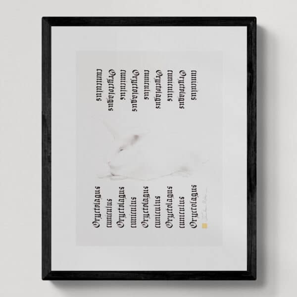 Zwierzęta nie-magiczne 14 | Domestic rabbit | Królik belgijski olbrzym | rysunek, kaligrafia, szlag metal | 30x40 cm | 2020 | Zuzanna Lenartowicz-Malcher