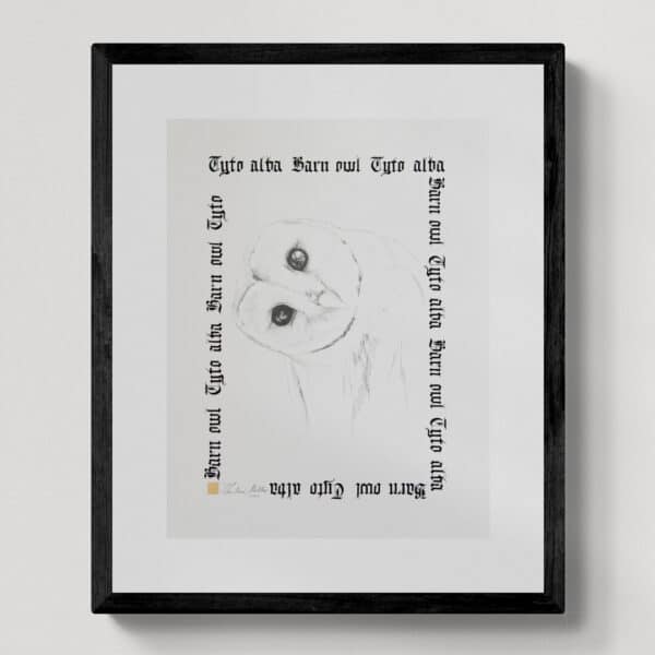 Zwierzęta nie-magiczne 16 | Barn owl | Płomykówka zwyczajna | rysunek, kaligrafia, szlag metal | 30x40 cm | 2020 | Zuzanna Lenartowicz-Malcher