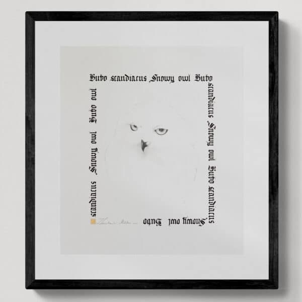 Zwierzęta nie-magiczne 17 | Snowy owl| Sowa śnieżna | rysunek, kaligrafia, szlag metal | 42-37 cm | 2020 | Zuzanna Lenartowicz-Malcher