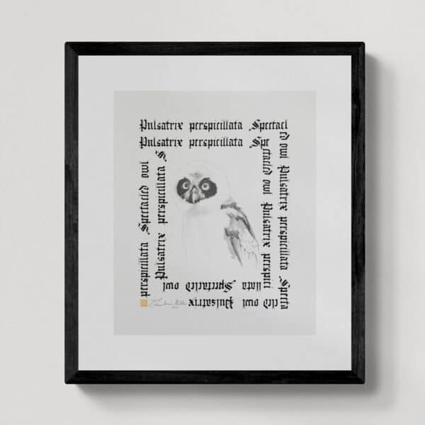 Zwierzęta nie-magiczne 18 | Spectacled owl | Puchacz żółtobrzuchy | rysunek, kaligrafia, szlag metal | 29x35 cm | 2020 | Zuzanna Lenartowicz-Malcher