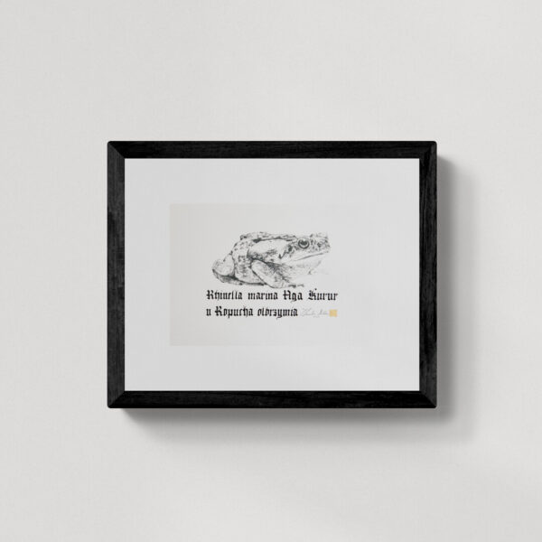 Zwierzęta nie-magiczne 20 | Cane toad | Ropucha Aga | rysunek, kaligrafia, szlag metal | 22x23 cm | 2020 | Zuzanna Lenartowicz-Malcher