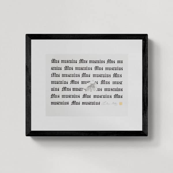 Zwierzęta nie-magiczne 21 | House mouse | Mysz domowa | rysunek, kaligrafia, szlag metal | 22x29 cm | 2020 | Zuzanna Lenartowicz-Malcher