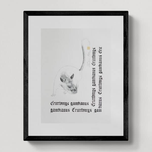 Zwierzęta nie-magiczne 22 | African giant, pouchet rat | Wielkoszczur gambijski | rysunek, kaligrafia, szlag metal | 28x36 cm | 2020 | Zuzanna Lenartowicz-Malcher