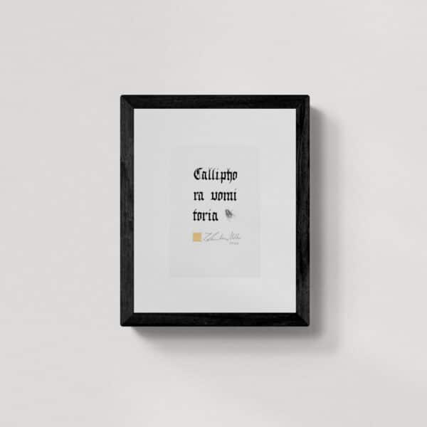 Zwierzęta nie-magiczne 3 | Blue bottle fly | Mucha plujka | rysunek, kaligrafia, szlag metal | 13x17 cm | 2020 | Zuzanna Lenartowicz-Malcher