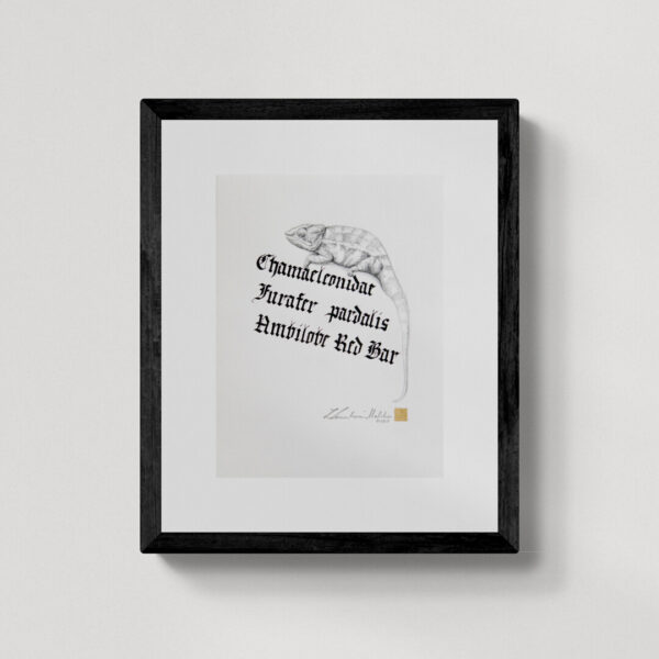 Zwierzęta nie-magiczne 5 | Chamaeleo pardalis | Kameleon lamparci jemeński | rysunek, kaligrafia, szlag metal | 20x25 cm | 2020 | Zuzanna Lenartowicz-Malcher