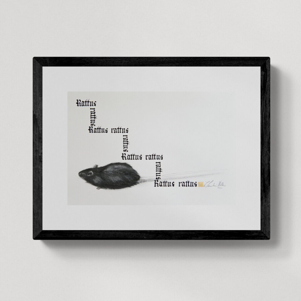 Zwierzęta nie-magiczne 7 | Ship rat| Szczur śniady | rysunek, kaligrafia, szlag metal | 24x35 cm | 2020 | Zuzanna Lenartowicz-Malcher
