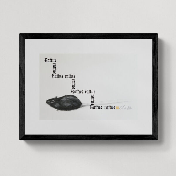 Zwierzęta nie-magiczne 7 | Ship rat| Szczur śniady | rysunek, kaligrafia, szlag metal | 24x35 cm | 2020 | Zuzanna Lenartowicz-Malcher