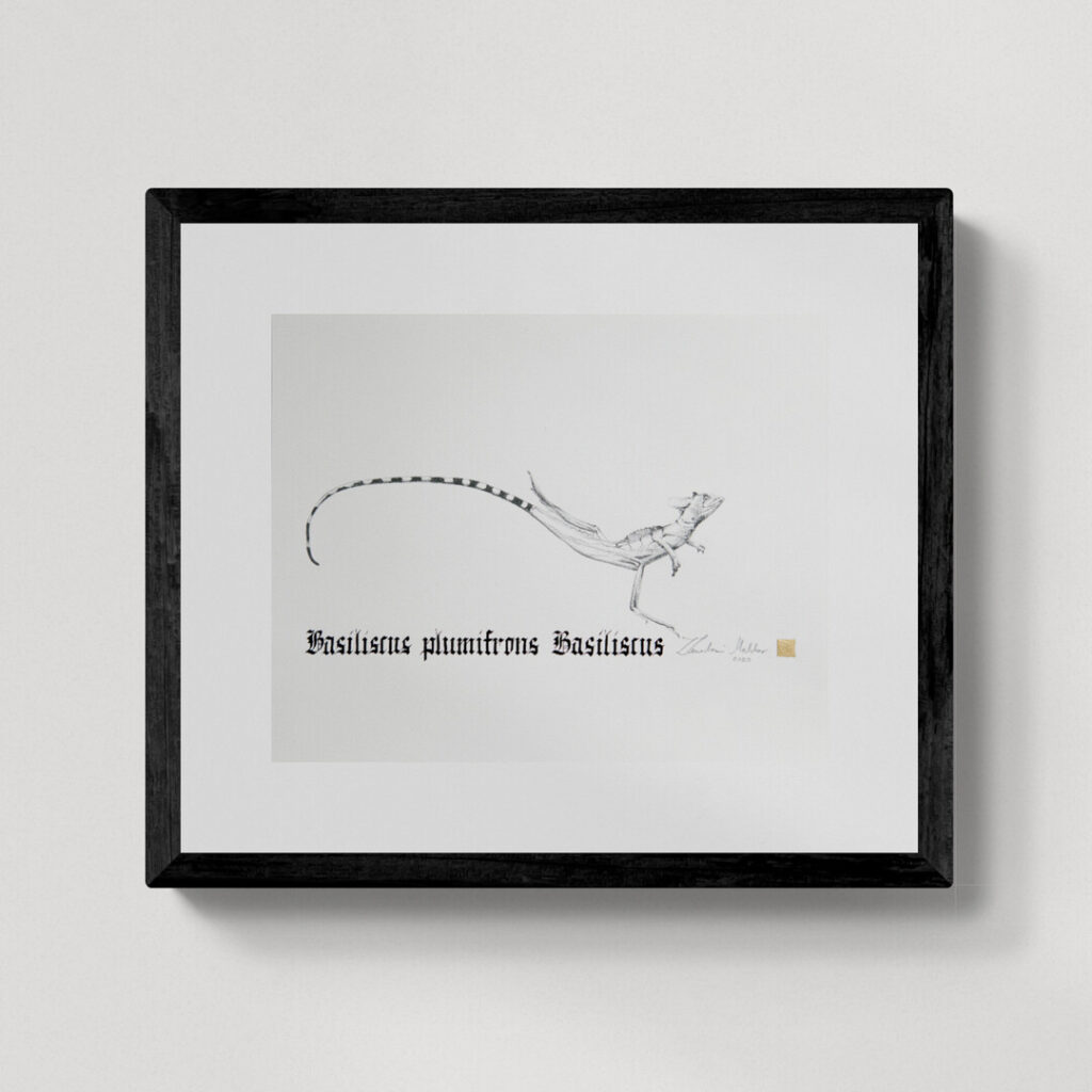 Zwierzęta nie-magiczne 9 | Jesus Christ lizard| Bazyliszek płatkogłowy | rysunek, kaligrafia, szlag metal | 26x31 cm | 2020 | Zuzanna Lenartowicz-Malcher