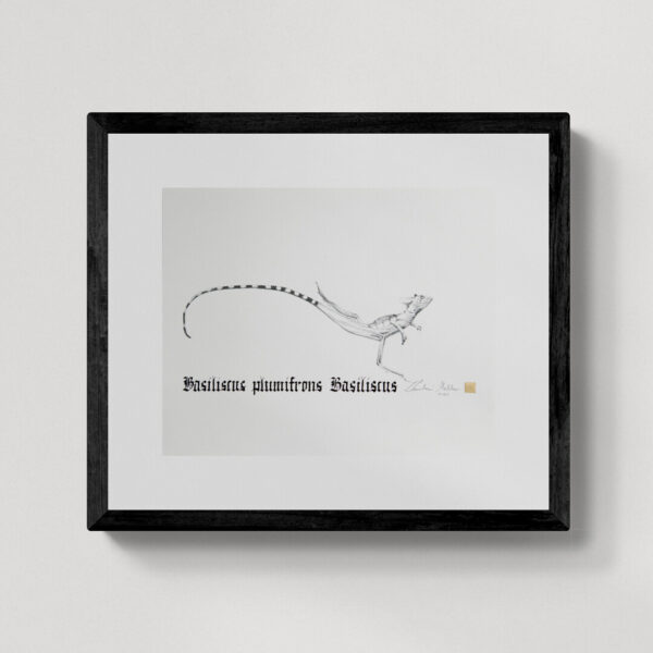 Zwierzęta nie-magiczne 9 | Jesus Christ lizard| Bazyliszek płatkogłowy | rysunek, kaligrafia, szlag metal | 26x31 cm | 2020 | Zuzanna Lenartowicz-Malcher