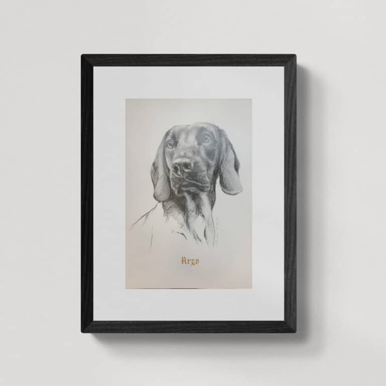 Portret psa | Argo | rysunek ołówkiem | A3 | Zuzanna Lenartowicz-Malcher