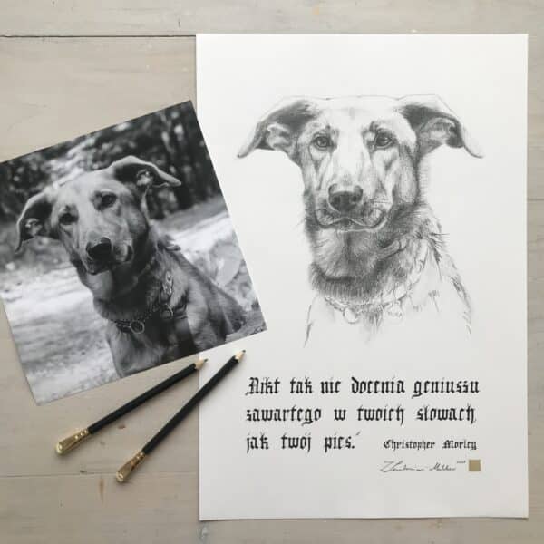 Portret psa Nora | rysunek ołówkiem | kaligrafia | A3 | Zuzanna Lenartowicz-Malcher